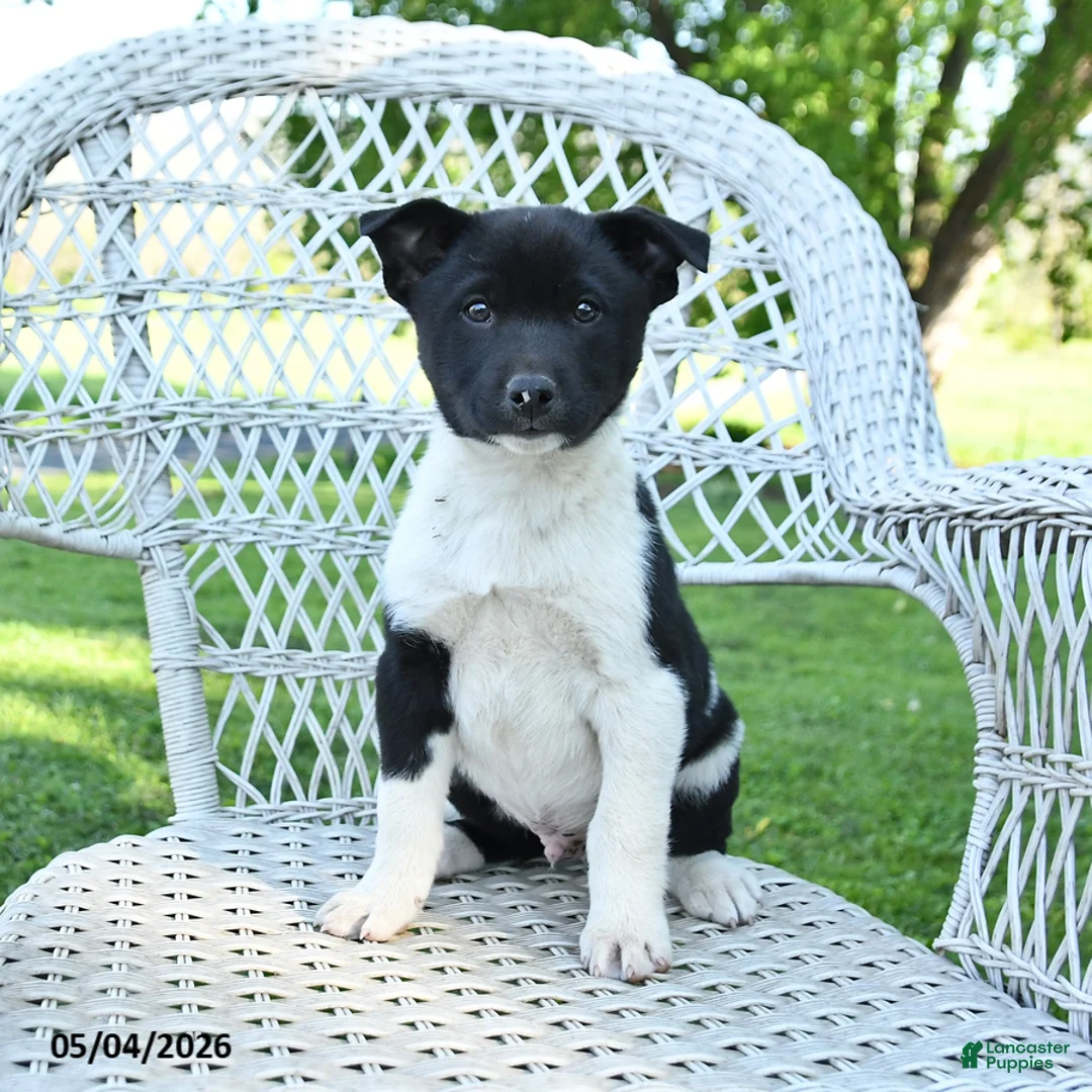 Mixed Breed dogs for sale: Moose - Ad 2
