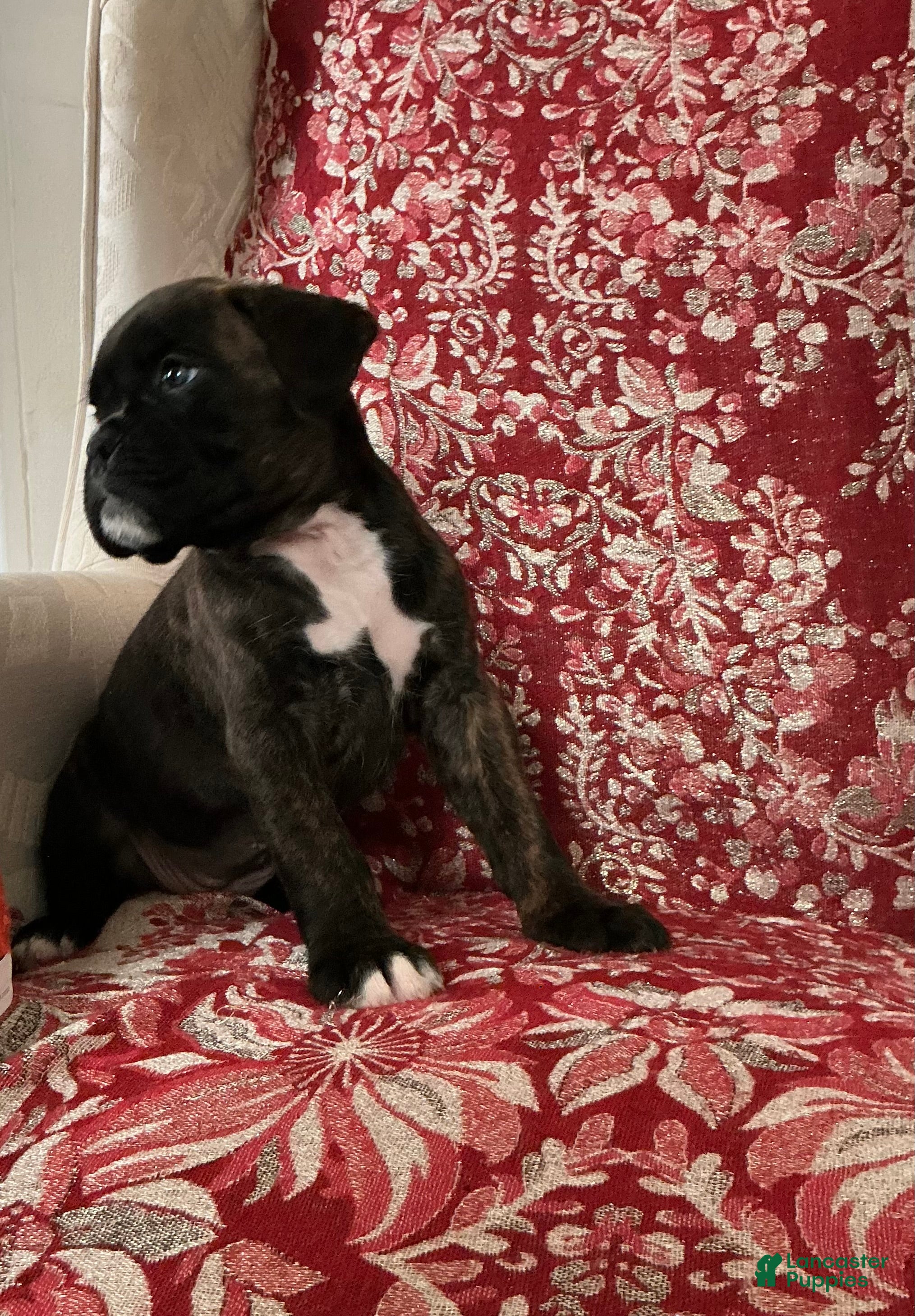 Boxer dogs Colonia - Ad 1