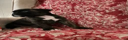 Boxer dogs for sale: Colonia - Ad 1