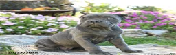 Cane Corso dogs for sale: Tahira - Ad 1