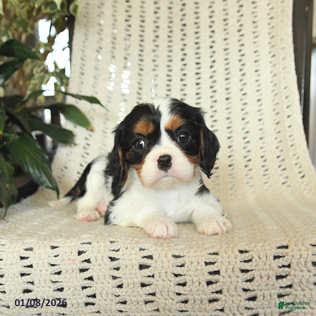 Cavalier King Charles Spaniel dogs for sale: Cherry - Ad 3