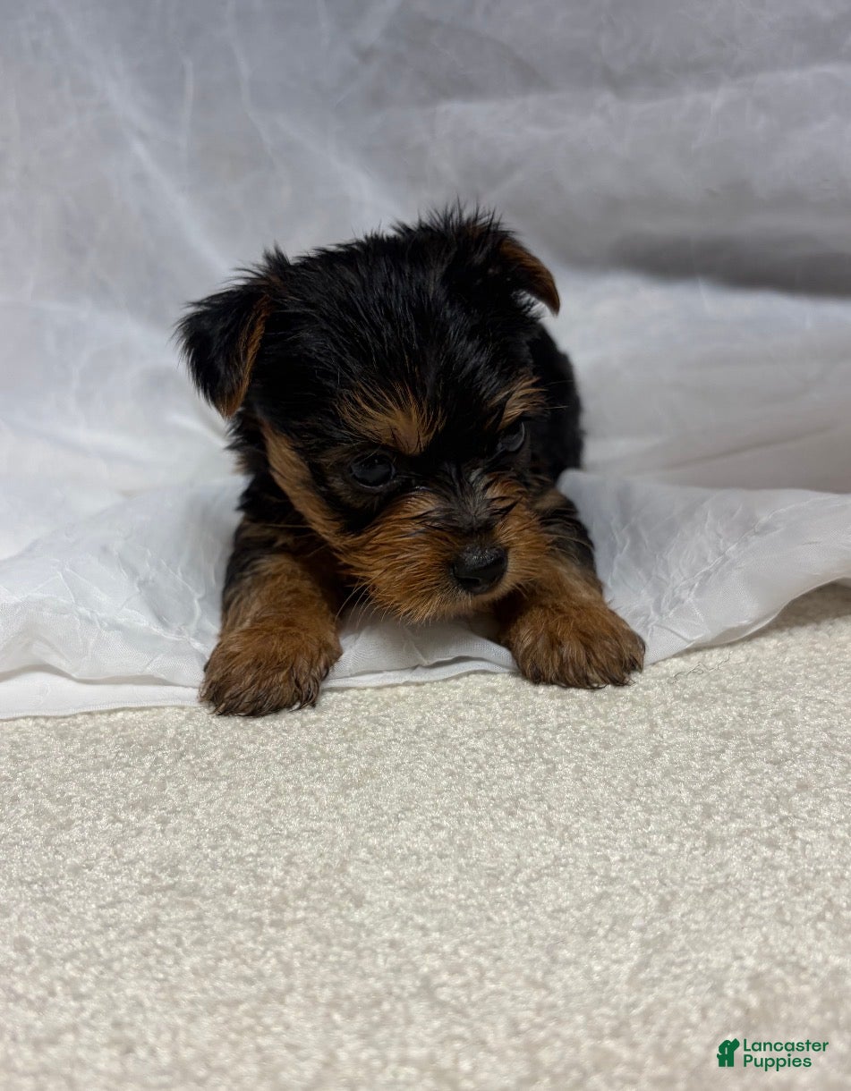 Yorkshire Terrier dogs Yorkshire Terrier 2 - Ad 1