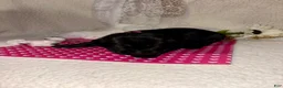 Labrador Retriever dogs for sale: Labrador Retriever black female pink collar - Ad 3