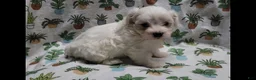 Maltipoo dogs for sale: Fern - Ad 7