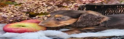 Miniature Dachshund dogs for sale: Poppy - Ad 8