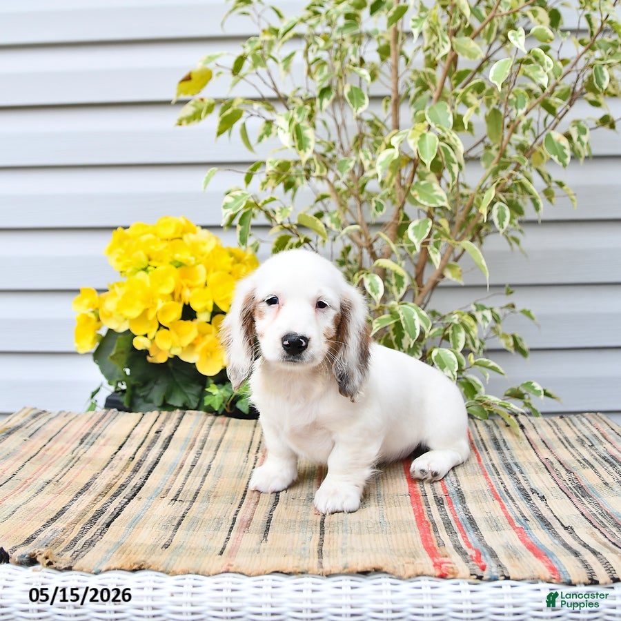 Dachshund dogs Dahlia - Ad 2