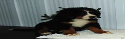 Bernese Mountain Dog dogs for sale: Callie - Ad 4