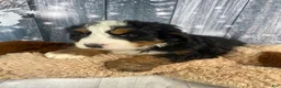 Bernese Mountain Dog dogs for sale: Sonny - Ad 4