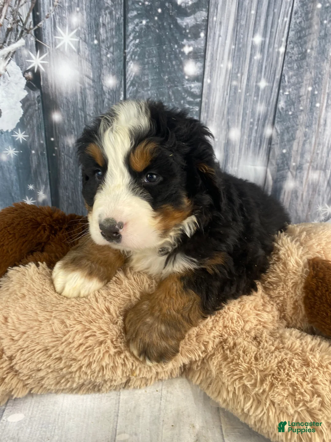 Bernese Mountain Dog dogs for sale: Sonny - Ad 4