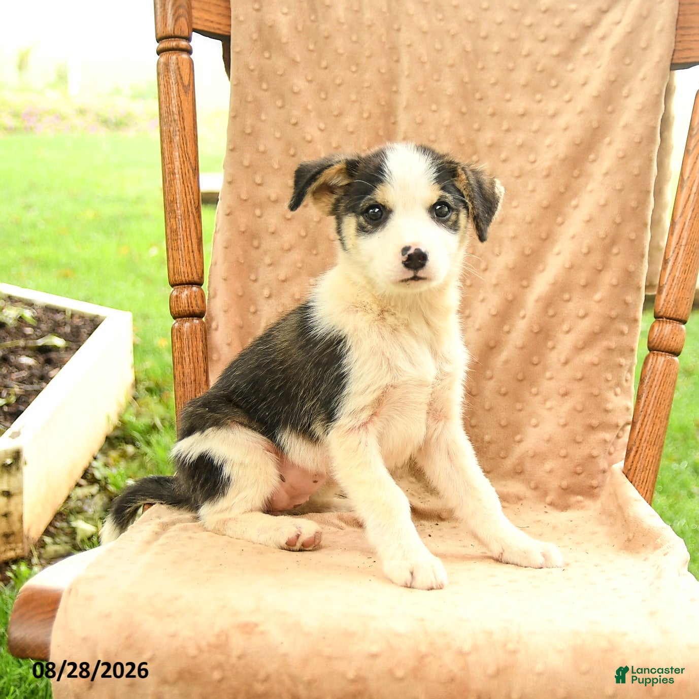 Mixed Breed dogs for sale: Fern - Ad 3