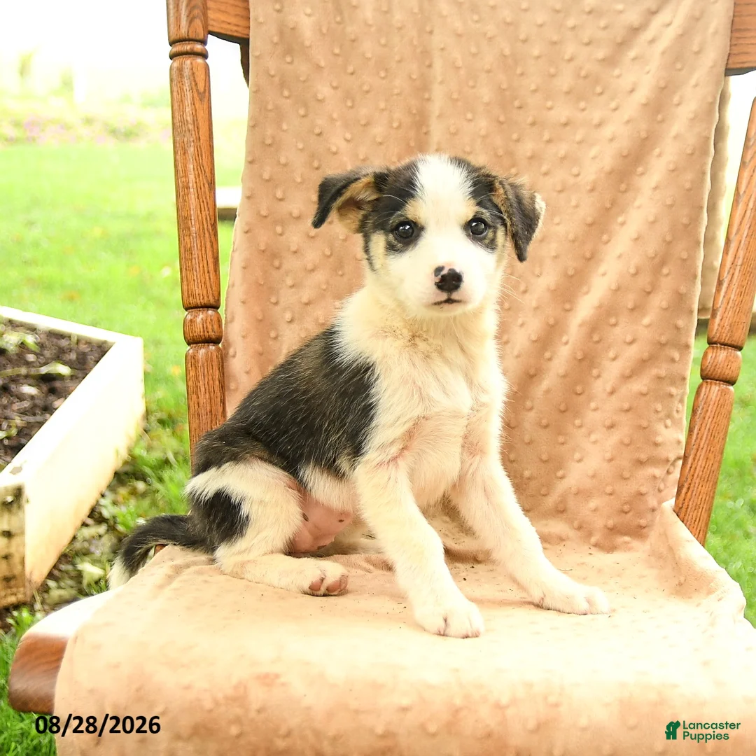Mixed Breed dogs for sale: Fern - Ad 1