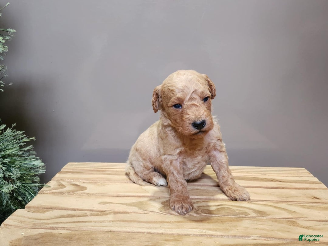 Mini Goldendoodle dogs for sale: Dover - Ad 7