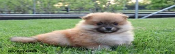 Pomeranian dogs for sale: Julie - Ad 1