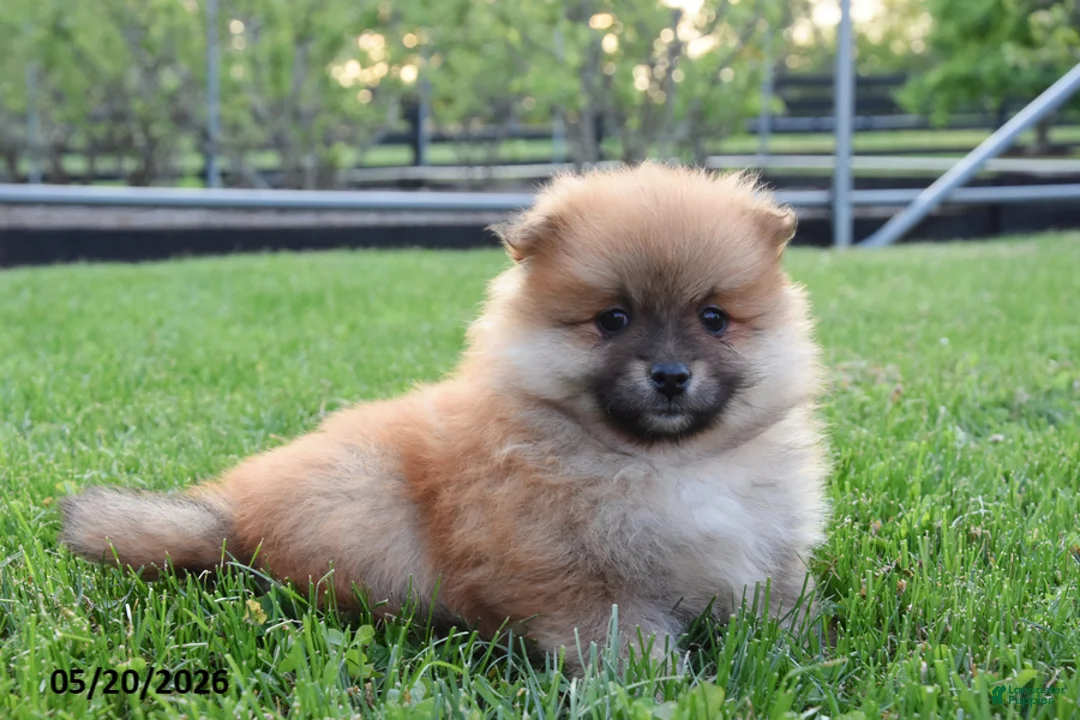 Pomeranian dogs for sale: Julie - Ad 1