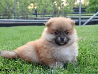 Pomeranian dogs for sale: Julie - Ad 1