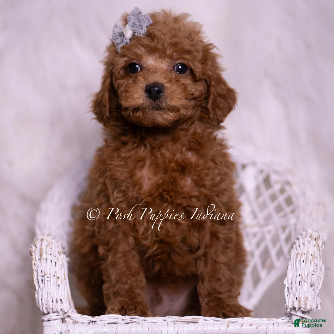 Maltipoo dogs for sale: Kash - Ad 5