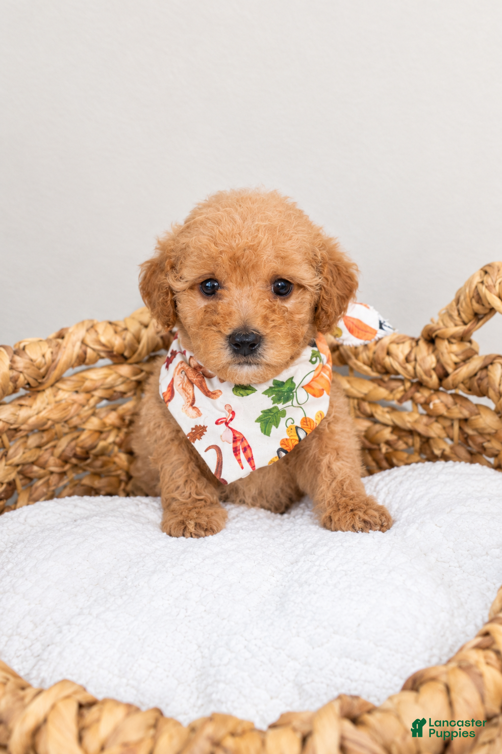 Mini Goldendoodle dogs for sale: Hi! My name is Bolt! - Ad 1