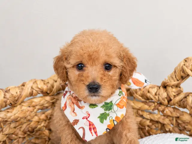 Mini Goldendoodle dogs for sale: Hi! My name is Bolt! - Ad 1