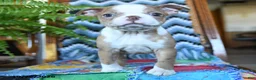 Boston Terrier dogs for sale: Harley - Ad 3