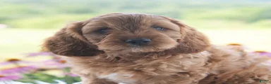 Benji 