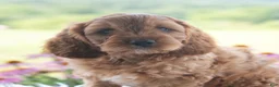 Cavapoo dogs for sale: Benji  - Ad 1