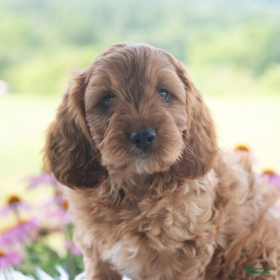 Cavapoo dogs for sale: Benji  - Ad 1
