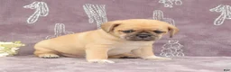 Puggle dogs for sale: Rita - Ad 3