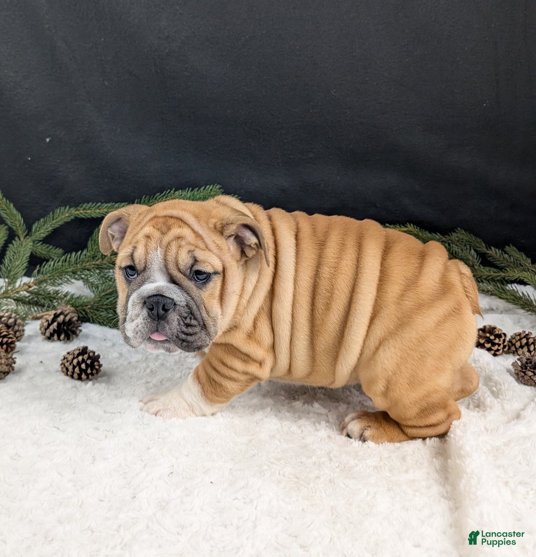 English Bulldog dogs for sale: Joy  - Ad 10