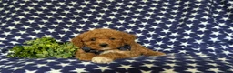 Miniature Poodle dogs for sale: Stanley - Ad 6