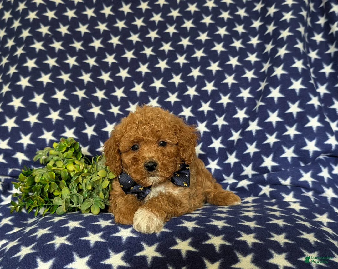 Miniature Poodle dogs for sale: Stanley - Ad 6
