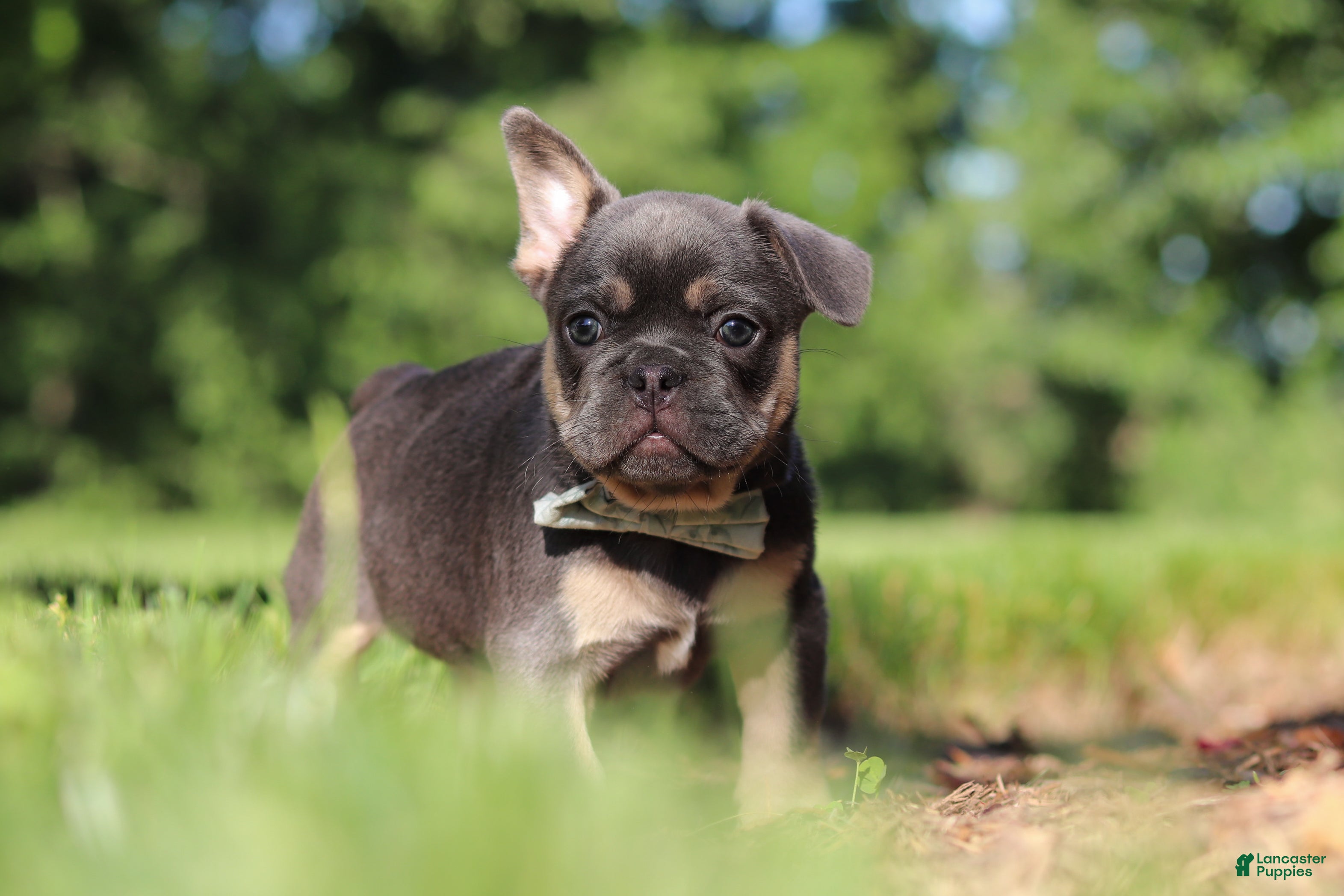 French Bulldog dogs for sale: Mason - Ad 12