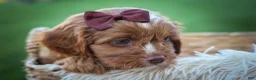 Cavapoo dogs for sale: CHARLIE - Ad 8