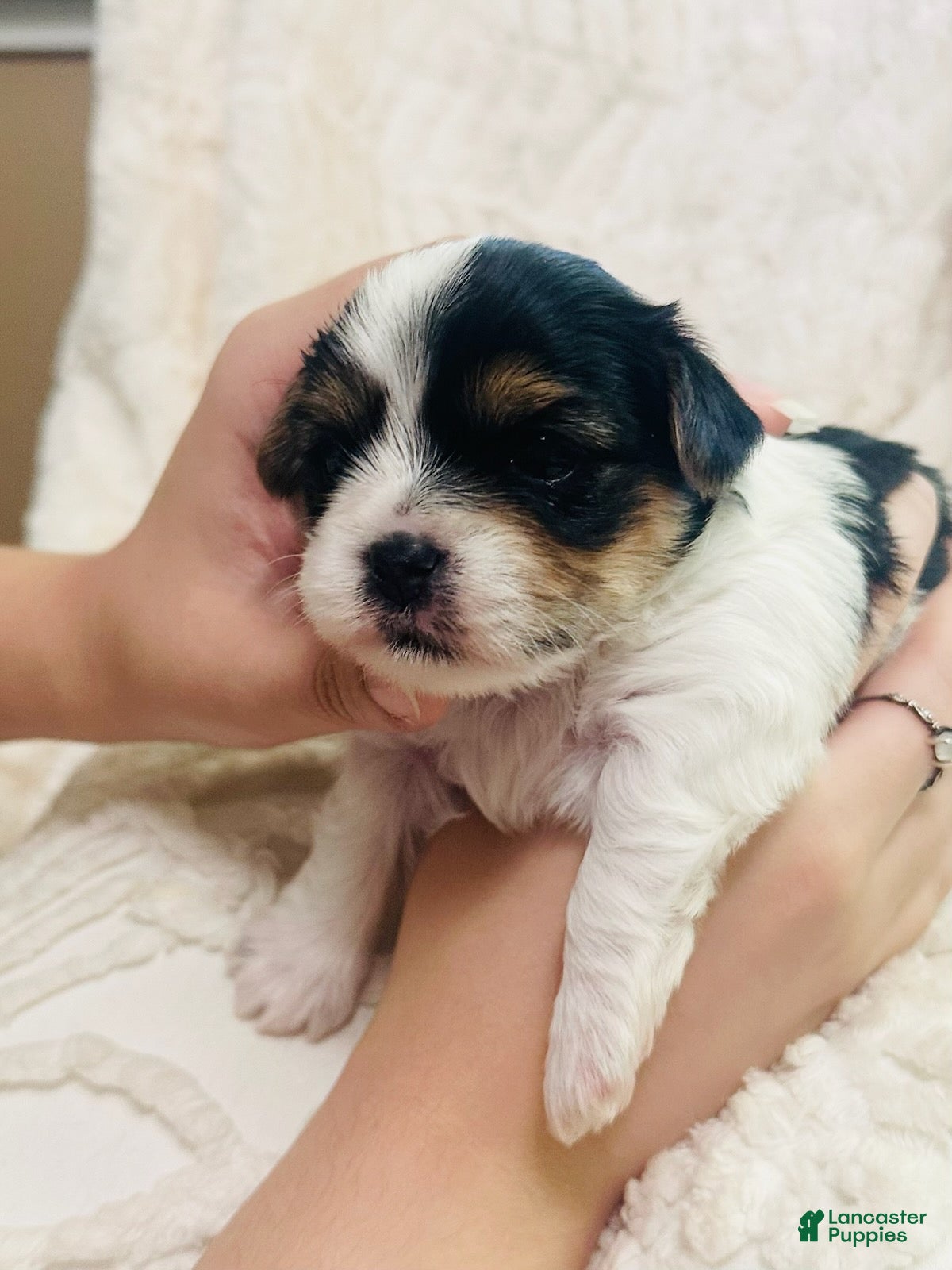 Mixed Breed dogs Boy 3 - Ad 2