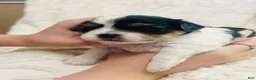 Mixed Breed dogs for sale: Boy 3 - Ad 2