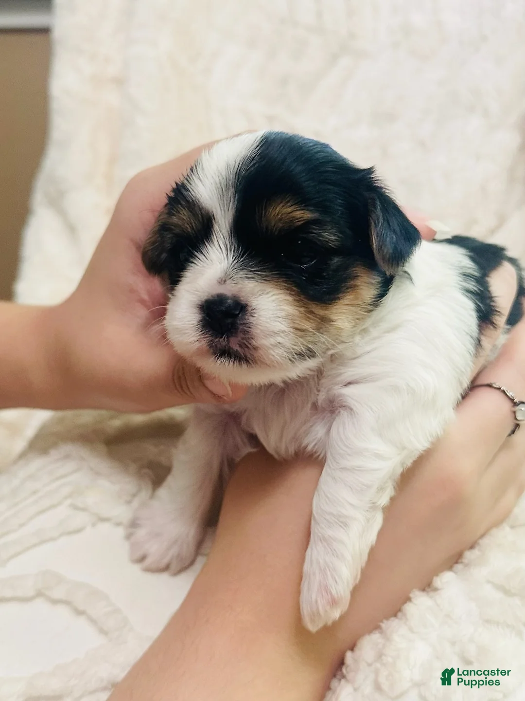 Mixed Breed dogs for sale: Boy 3 - Ad 2