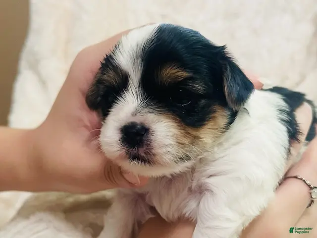 Mixed Breed dogs for sale: Boy 3 - Ad 2