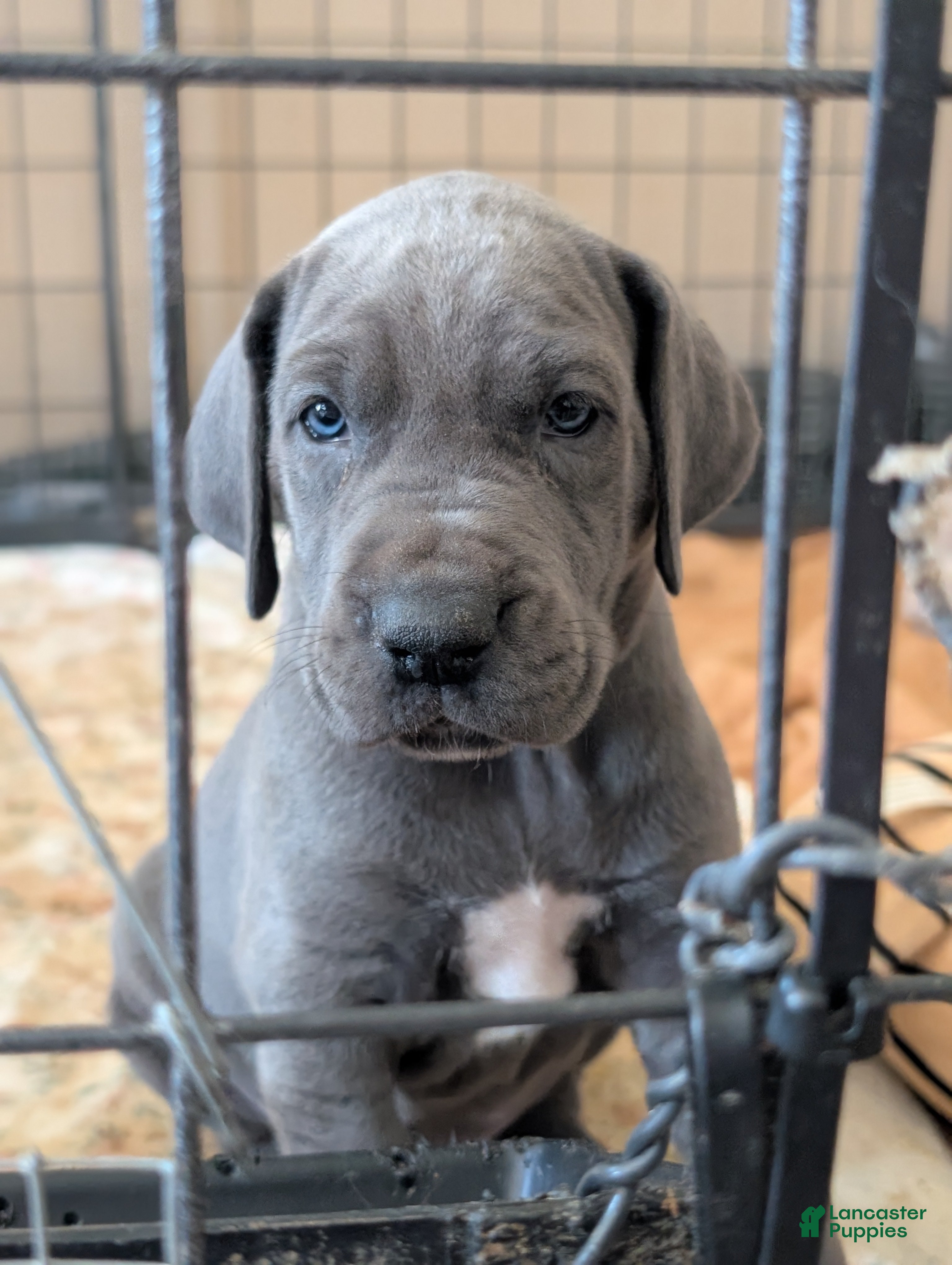 Great Dane dogs Great Dane Puppy 4 - Ad 2