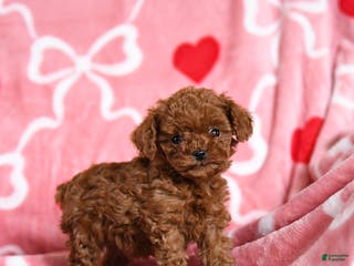 Toy Poodle dogs Tinker - Ad 7