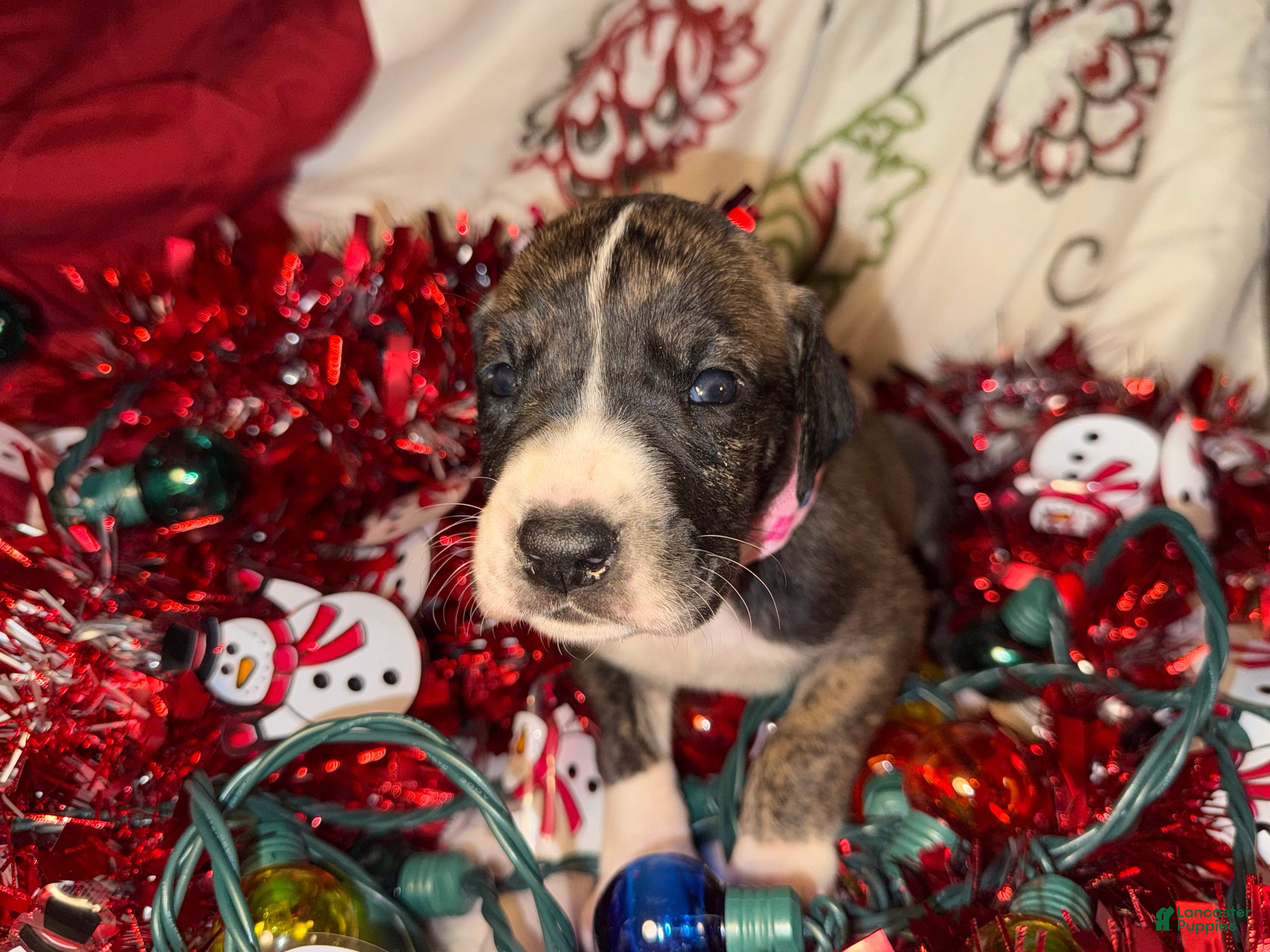 Great Dane dogs Izzy - Ad 40