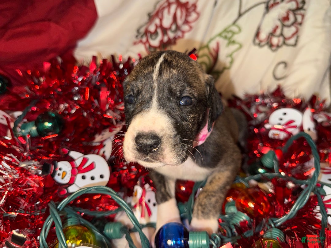 Great Dane dogs for sale: Izzy - Ad 1