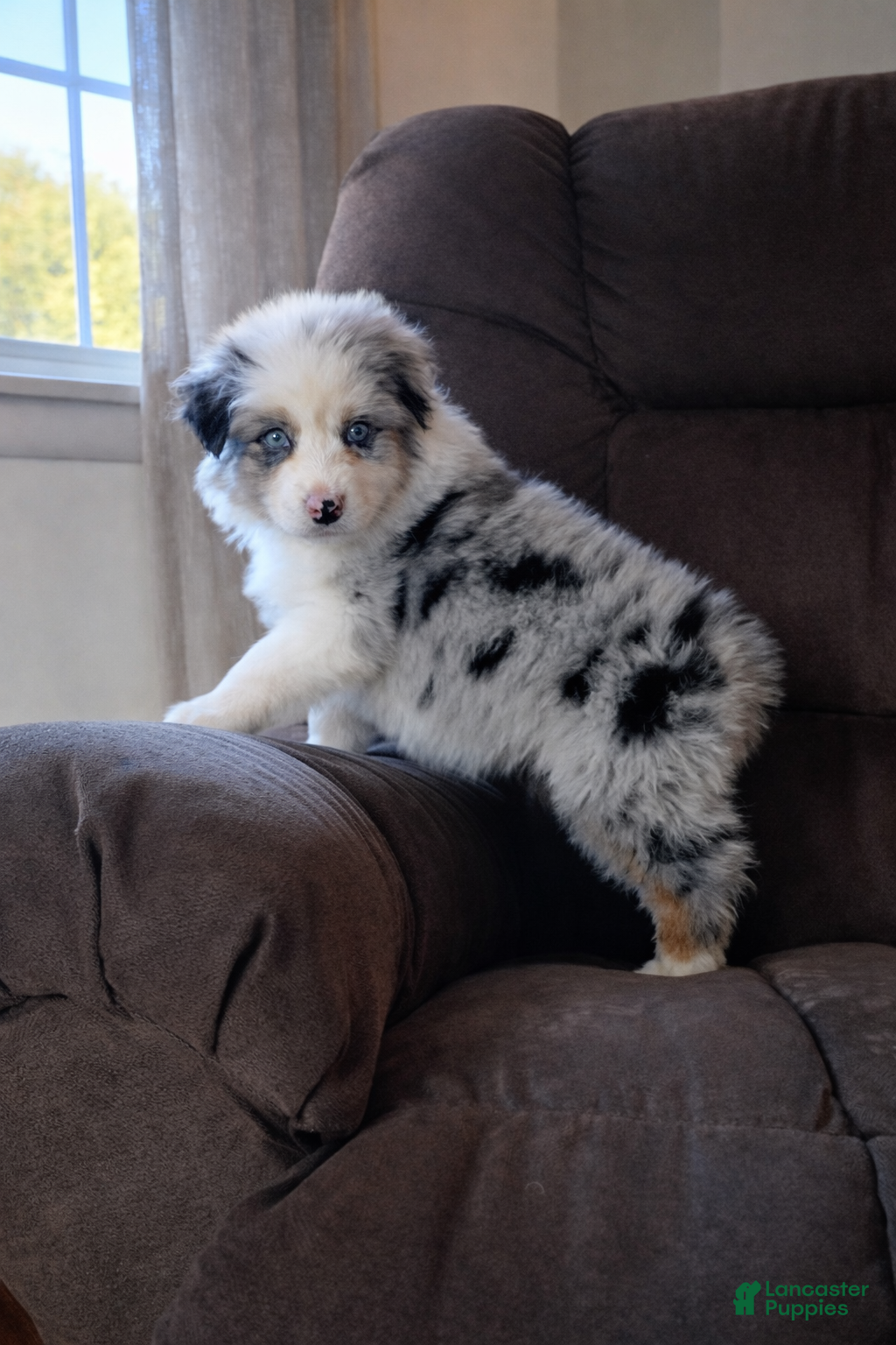 Australian Shepherd dogs Daisy - Ad 2