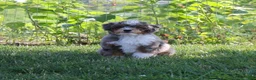 Mixed Breed dogs for sale: 🧬 STUD PROSPECT! EE ky/ky at/at DD FF 🧪 100% Embark Tested - Ad 4