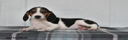 Beagle dogs for sale: Pepper - Ad 5