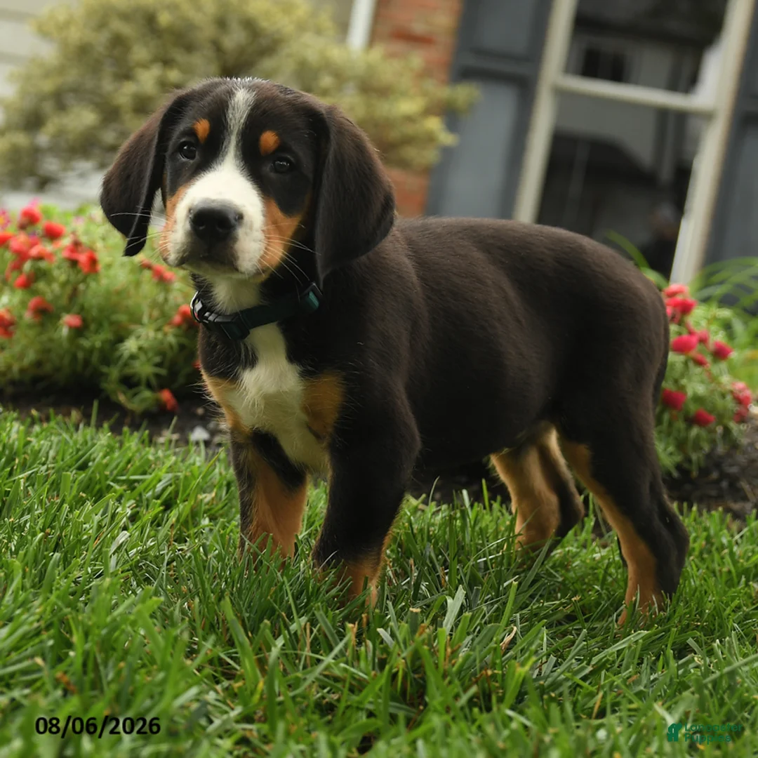 Greater Swiss Mountain Dog dogs for sale: Tucker - Ad 3