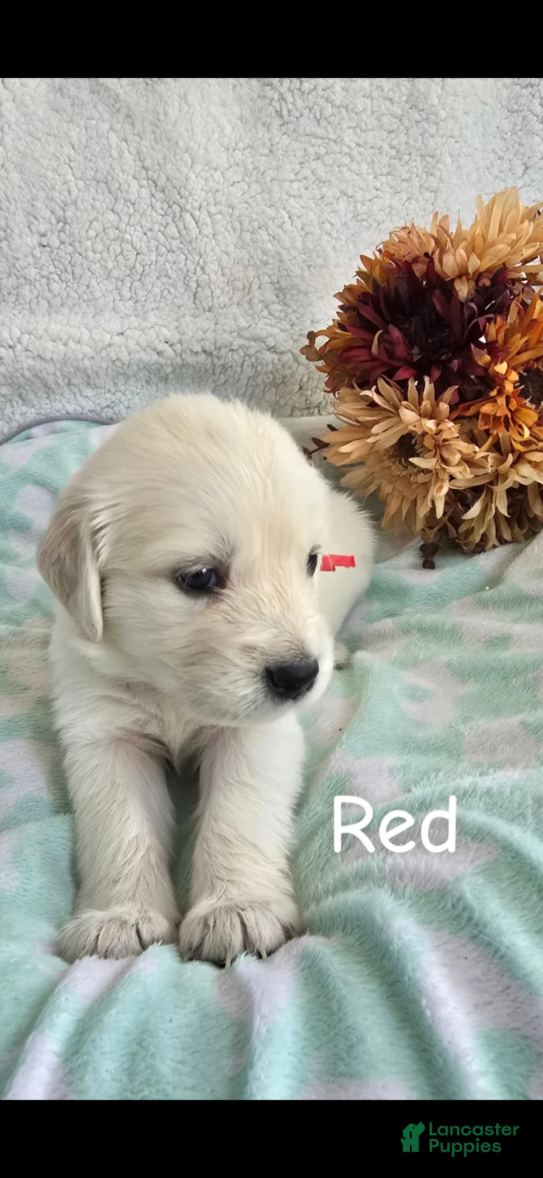 Golden Retriever dogs for sale: Golden Retriever 2 - Ad 2