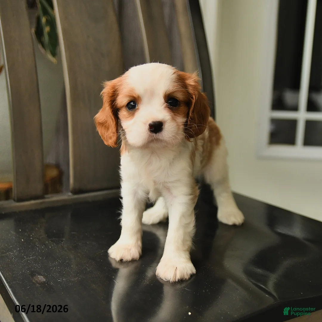 Cavalier King Charles Spaniel dogs for sale: Spirit - Ad 1