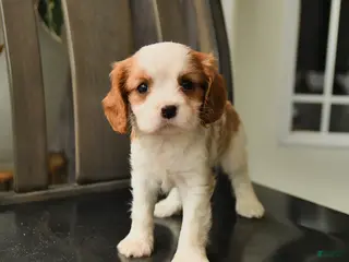 Cavalier King Charles Spaniel dogs for sale: Spirit - Ad 1