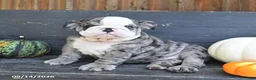 English Bulldog dogs for sale: Jackon - Ad 5