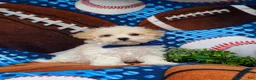 Maltipoo dogs for sale: Laim 7 lbs Full Grown - Ad 3