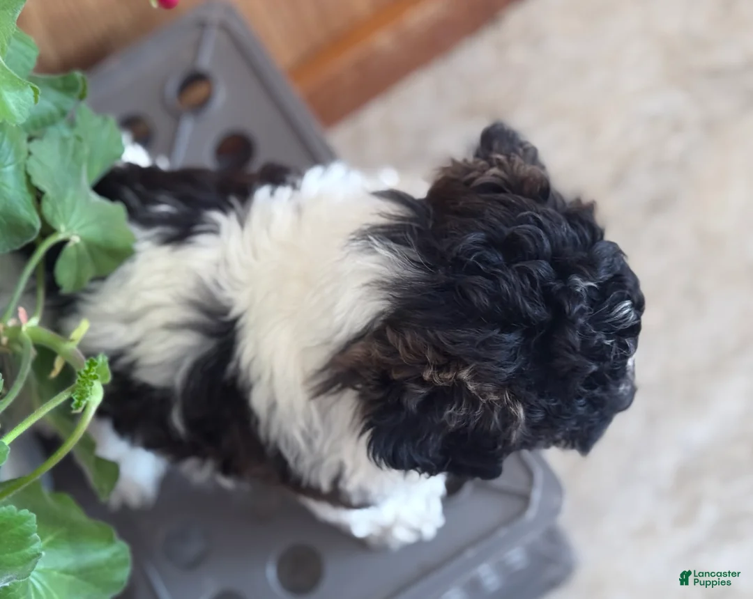 Bichpoo dogs for sale: Bandit - Ad 7